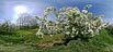 thumbnail: Belliveau Orchard in Bloom
