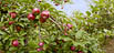 thumbnail: Belliveau Orchard, Harvest Time